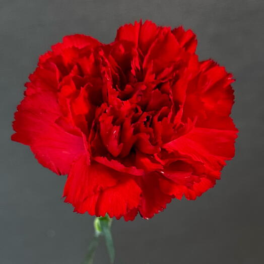 Гвоздика красная♥️
