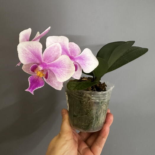 Орхидея фаленопсис ароматный гибрид Phal. Rainbow Chip × schilleriana  Star  (не цветёт)