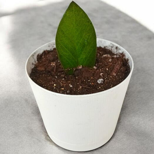 Замиокулькас Zamiifolia Super Nova