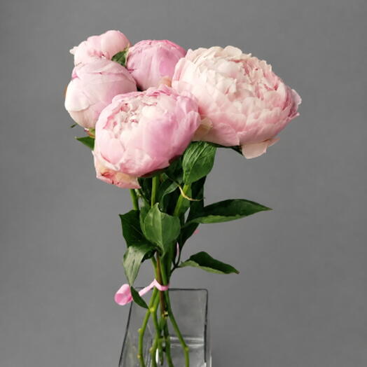 5 Розовых Пионов Sarah Bernhardt