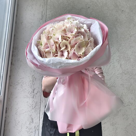 Гортензия розовая, Голландия