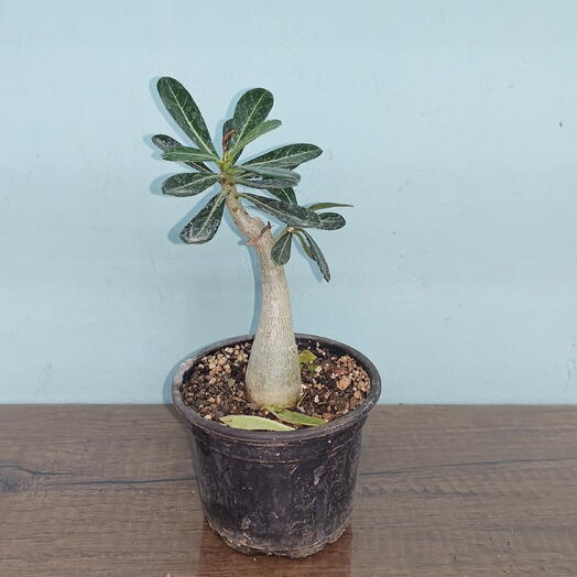 Desert Rose (Adenium obesum)