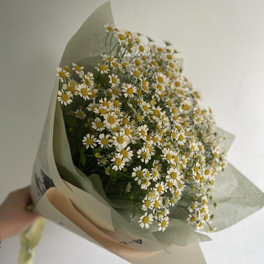 Яркое поле ромашек