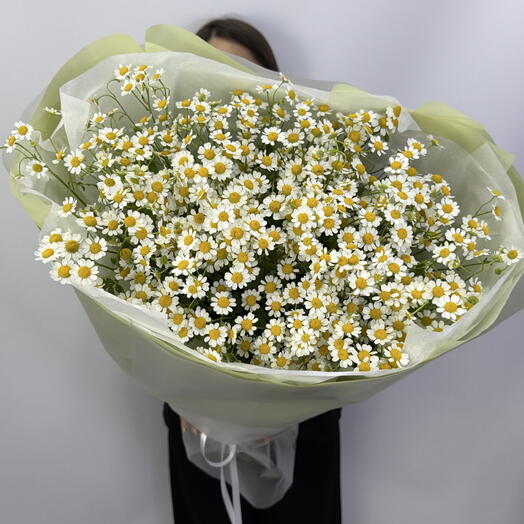 Manzanilla de verano Tanacetum