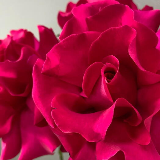 🌹🌹🌹Букет из 3 французских роз