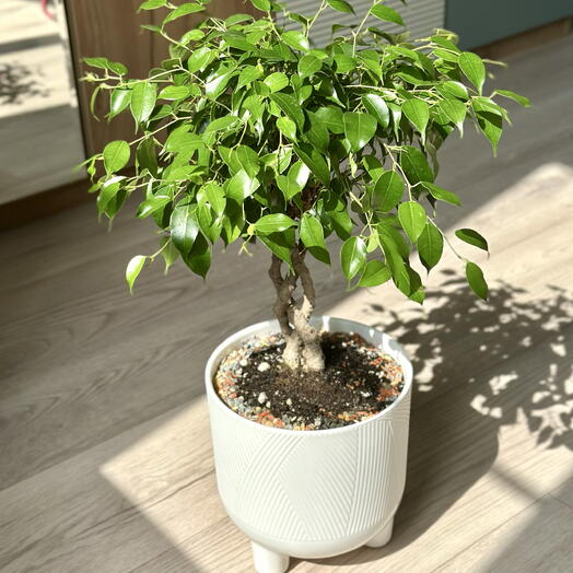 Фикус Бенджамина в кашпо🌿