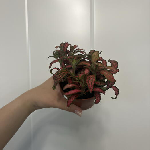 Фиттония
