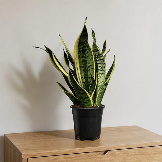 Sansevieria Superba