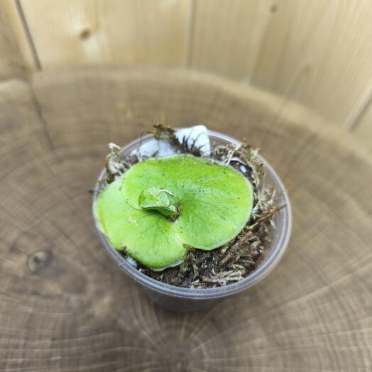 Платицериум Ридли Platycerium Ridleyi Silvery Dwarf
