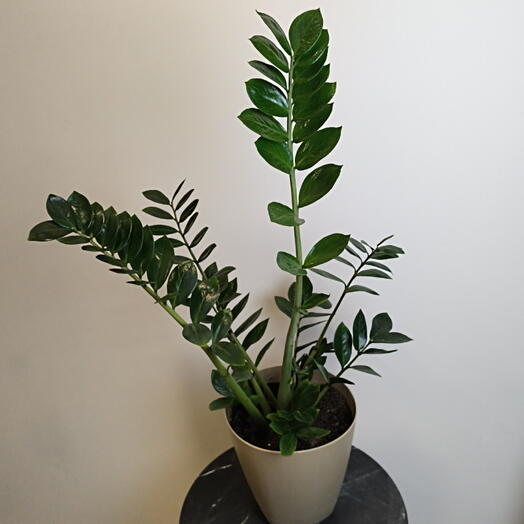 Замиокулькас 🌱