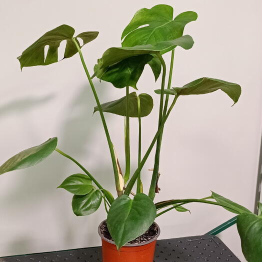 Монстера деликатесная (Monstera deliciosa)