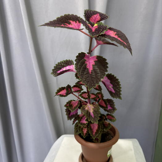 Coleus