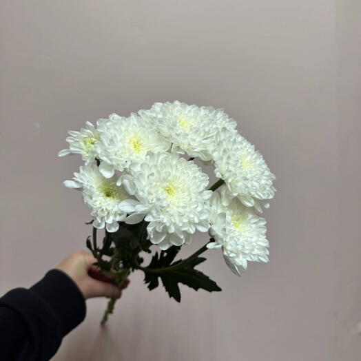 Хризантема кустовая Алтай белая