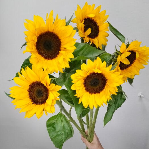Подсолнухи 🌻 5 штук