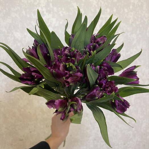 Альстромерия фиолетовая 💜 5шт