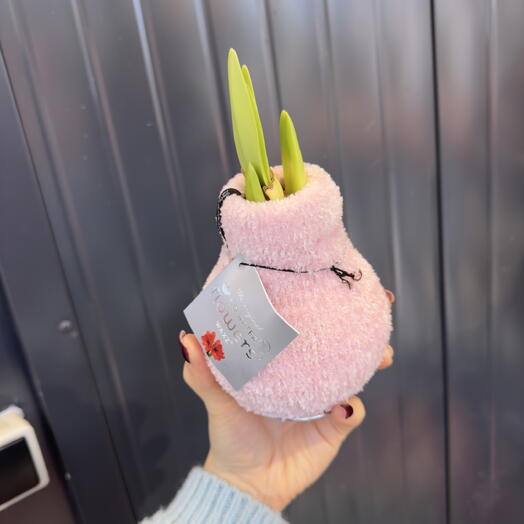 Луковица Амариллиса 💞 в свитере Амариллис подарок