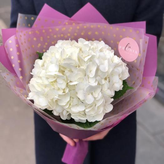 Hortensia elegante