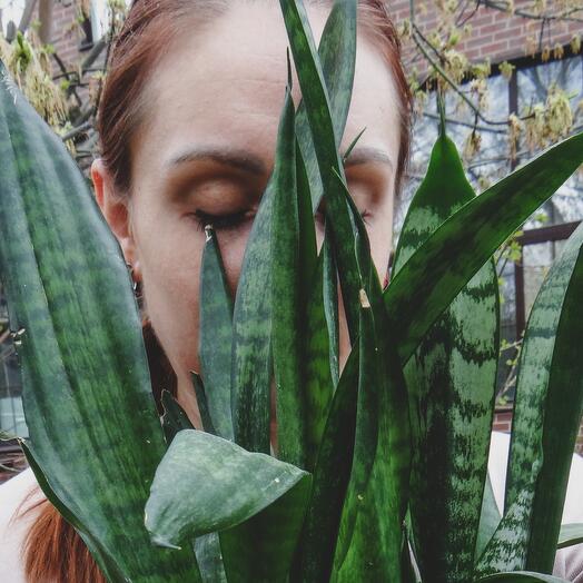 Sansevieria