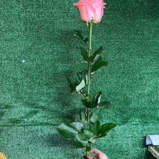 Rose 80cm