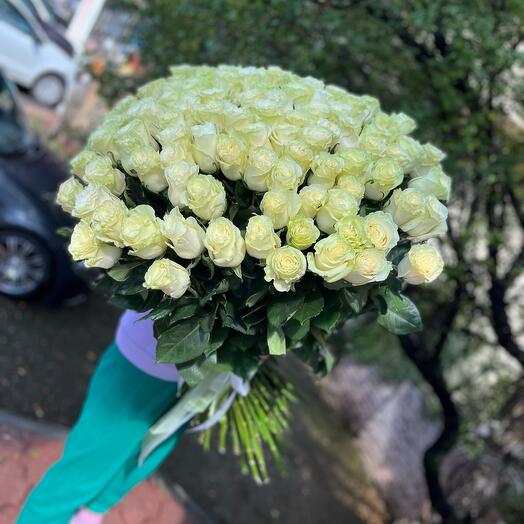 101 Dutch Roses