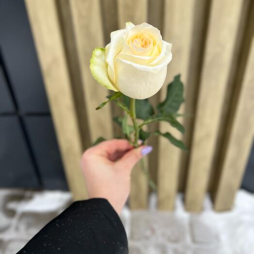 Rose Candylight 60 cm