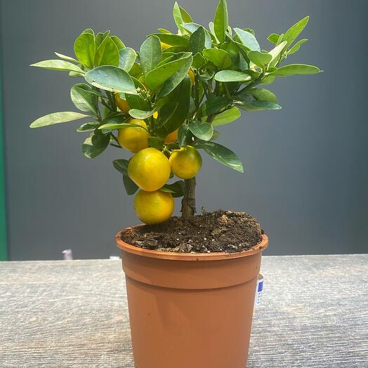 Planta de Interior Citrus Calamandine D. 12