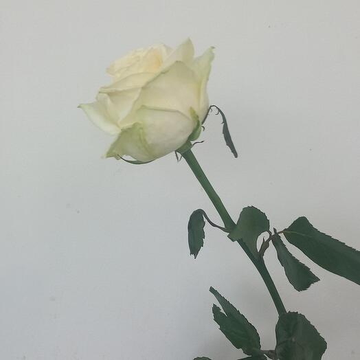Rosa blanca