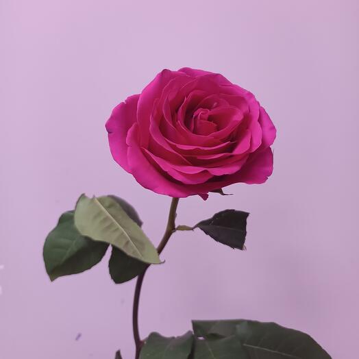Rose Pingfloid 70 cm
