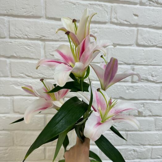 Лилия розовая