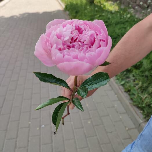 Пион Сара Бернар