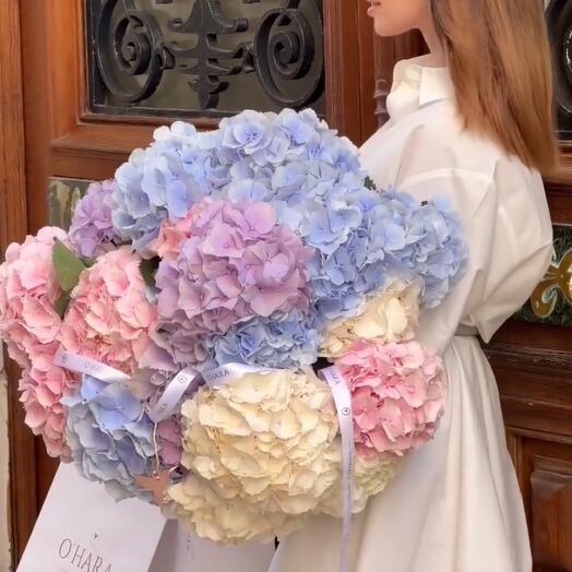 Bouquet of hydrangeas