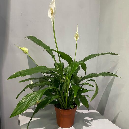 Спатифиллум в горшке
