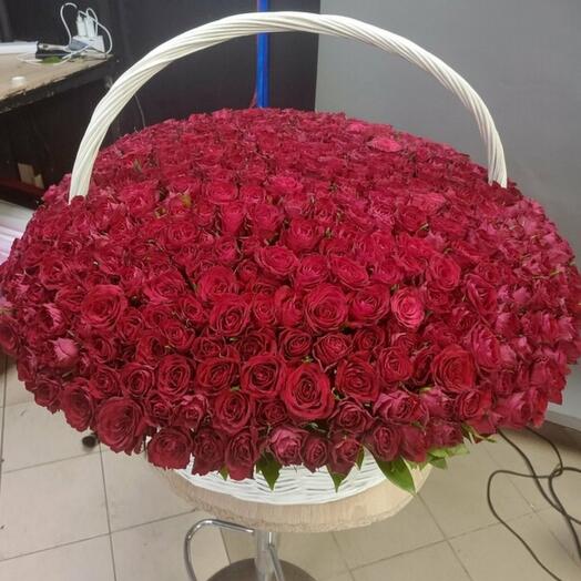 Корзина из 501 красной кенийской розы