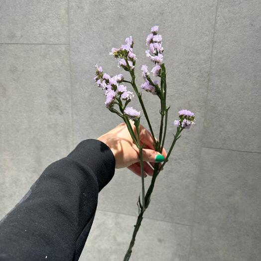 Статица