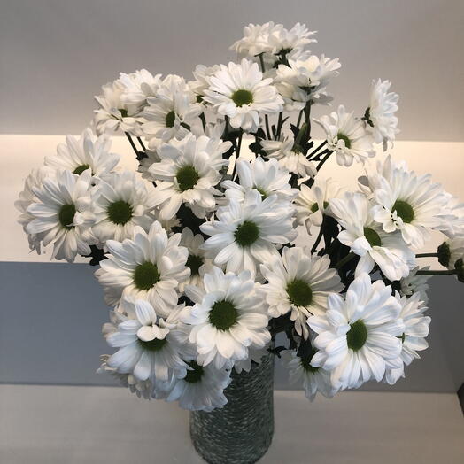 White Daisy Chrysanthemum bunch