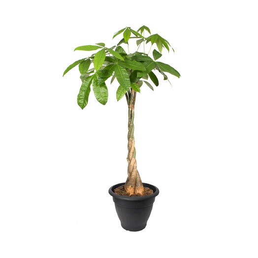 Pachira plant (Money Tree, Malabar or Guiana Chestnut, French Peanut, Saba Nut)