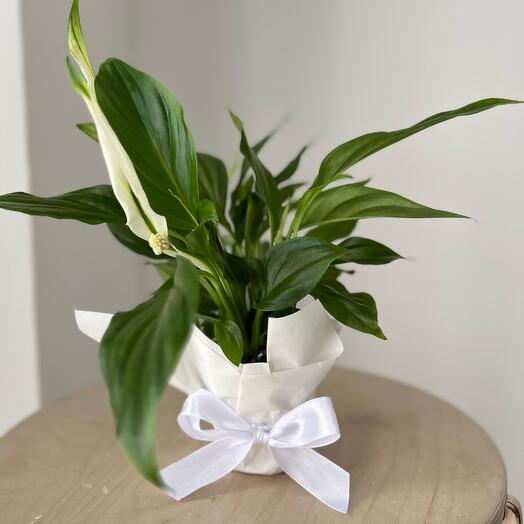 Женское счастье ( спатифилум ) 9-30