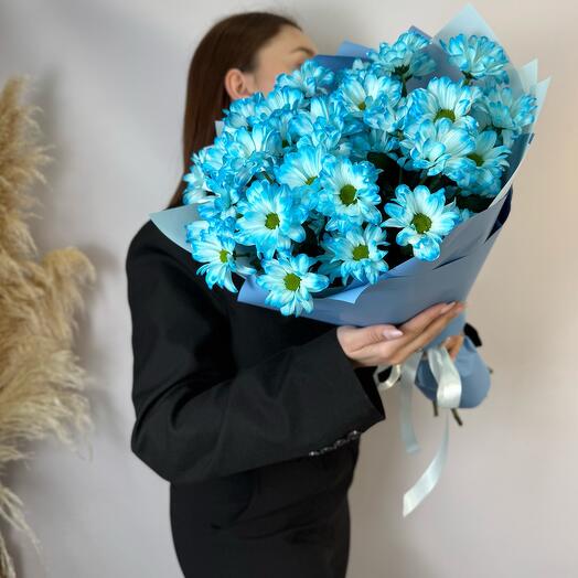 Хризантема ромашковая голубая 💙