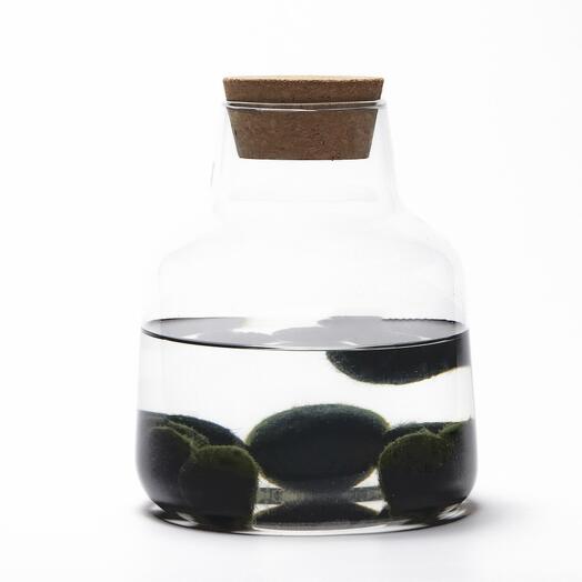 Мини аквариум Moss ball pet в вазе / экосистема HEIS