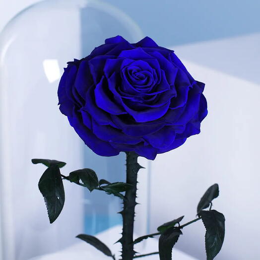 Forever Preserved Rose Blue