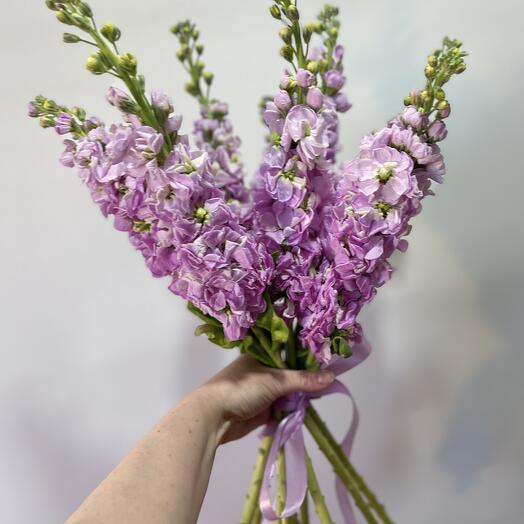 9 fragrant matiollas (mix )