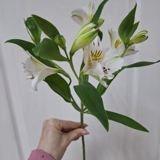 White alstroemeria