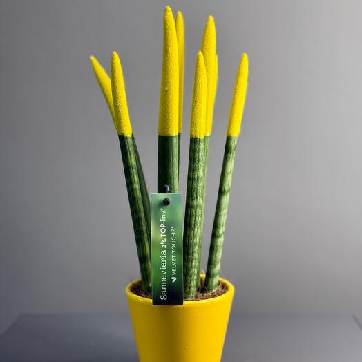 Комнатное растение «Са-нсевиерия»