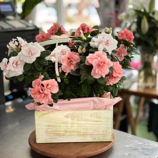 Caja azaleas