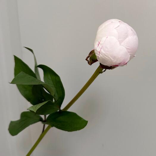 Пион Marguerite Gerard