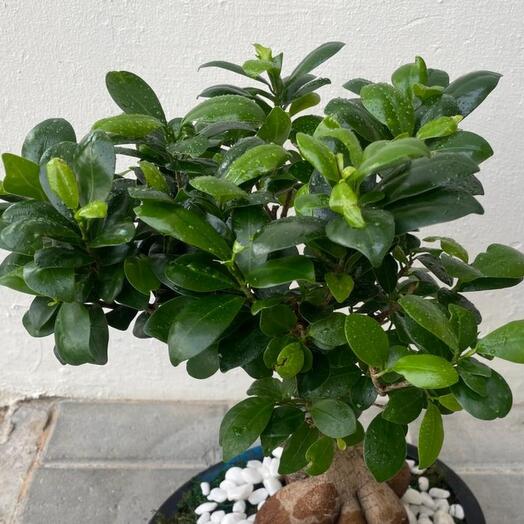 Bonsai tree