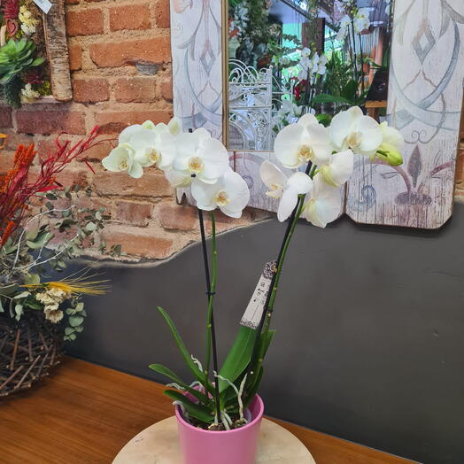 Orquidea Blanca con Macetero Rosa