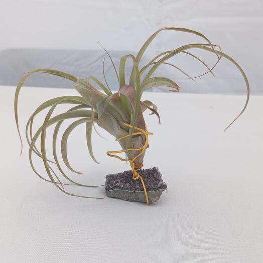 Tillandsia sobre Drusa Amatista