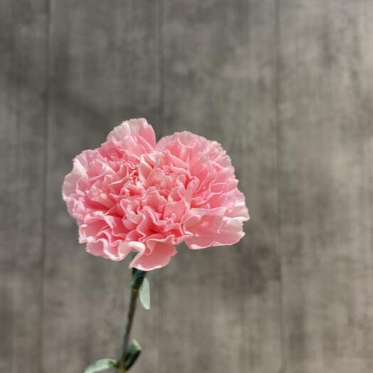 Диантус розовый (гвоздика)