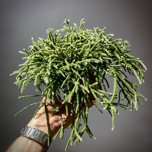 Рипсалис Пилокарпа